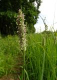 Phleum pratense. Соцветие. Московская обл., ГО Подольск, мкр-н Климовск, тропинка по краю леса вдоль железной дороги. 27.06.2023.