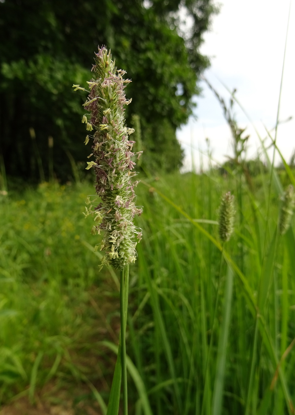 Image of Phleum pratense specimen.