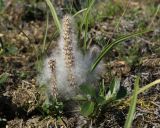 genus Salix