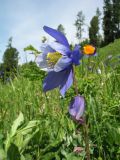 Aquilegia glandulosa. Верхушка цветущего растения. Казахстан, Центральный Алтай, окр. оз. Рахмановское, ≈ 1850 м н.у.м., склон южн. экспозиции, разнотравный луг. 27 июня 2023 г.