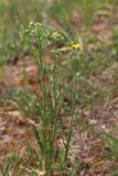 Crepis tectorum. Зацветающее растение. Томская обл., г. Томск, Академгородок, пустырь. 05.06.2023.