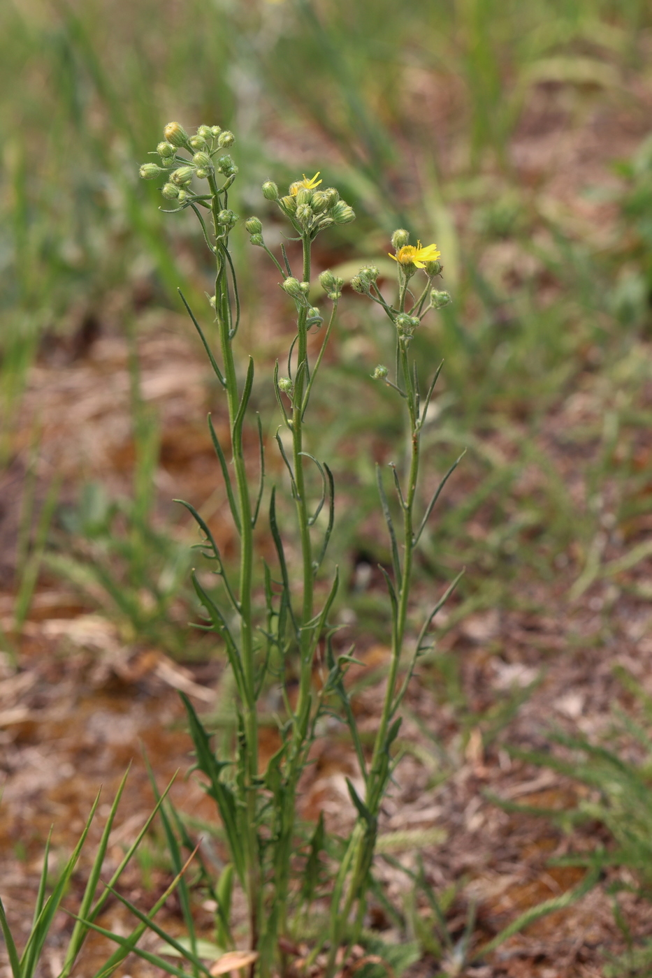 Изображение особи Crepis tectorum.