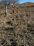 Dipsacus laciniatus. Отплодоносившие засохшие растения. Крым, гора Северная Демерджи, степной склон. 30.10.2021.