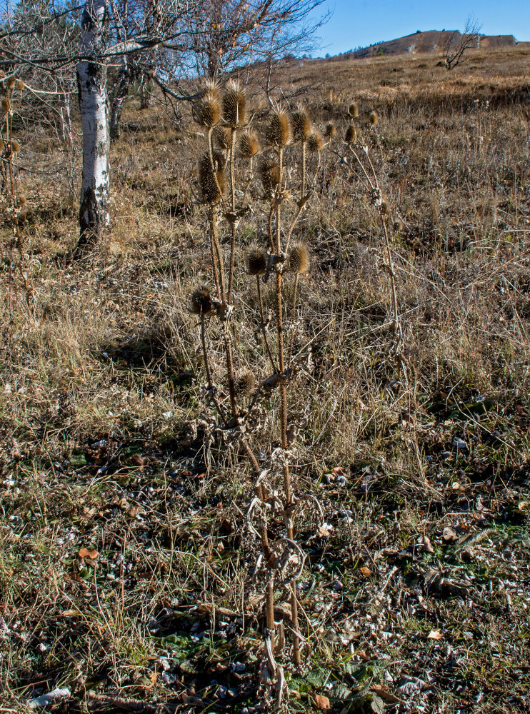 Изображение особи Dipsacus laciniatus.