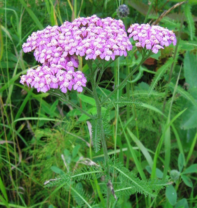 Image of Achillea asiatica specimen.