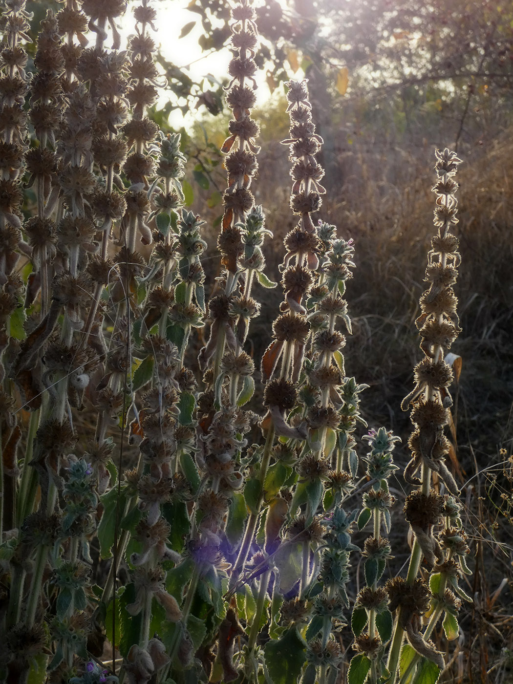 Image of Stachys germanica specimen.