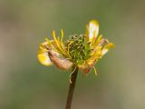 Ranunculus oreophilus. Завязь в окружении тычинок и увядающих долей околоцветника. Карачаево-Черкесия, Урупский р-н, долина Ацгарских озёр, ≈ 2500 м н.у.м., морена между средними озёрами, альпийский луг, близ небольшого ручейка. 09.08.2023.