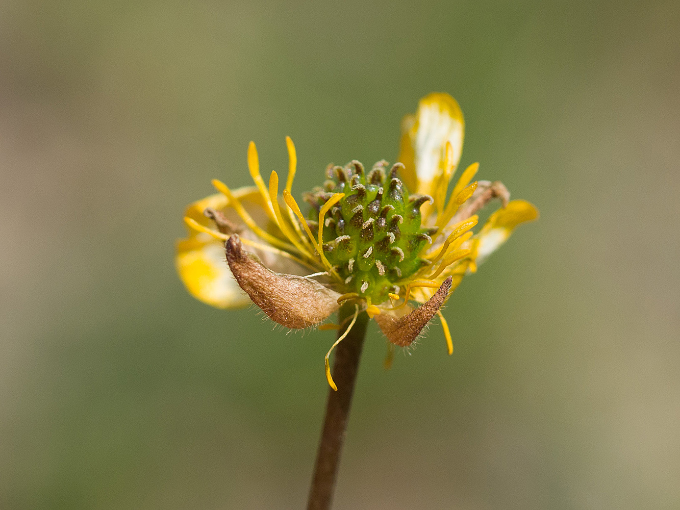 Image of Ranunculus oreophilus specimen.