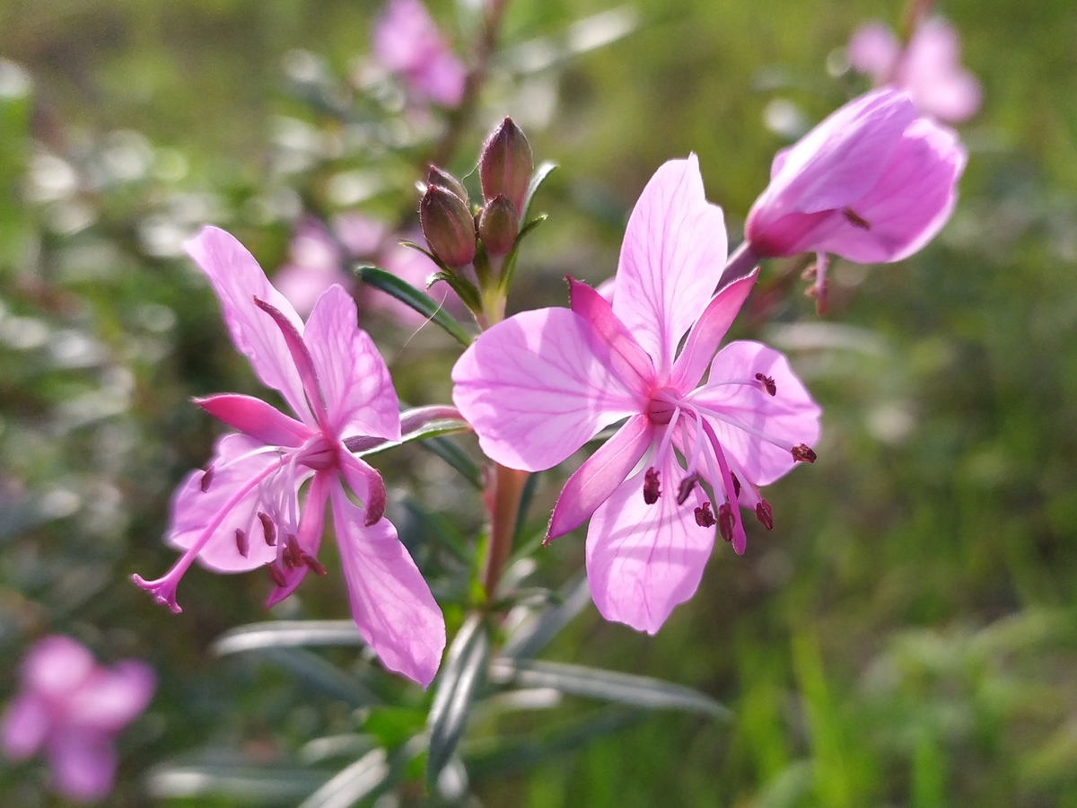 Изображение особи Chamaenerion colchicum.