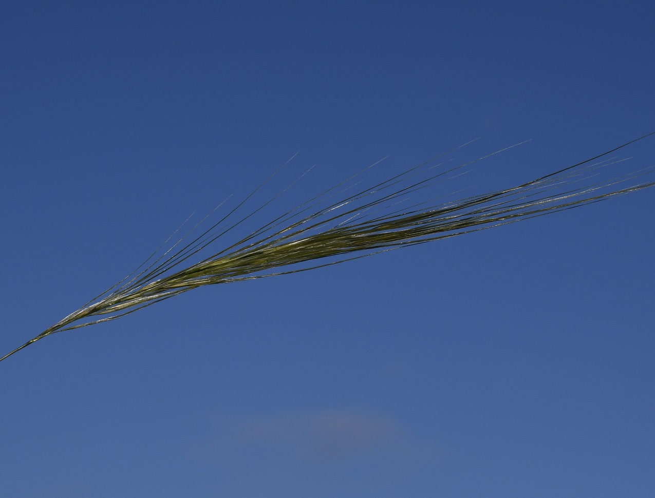 Image of Stipellula capensis specimen.