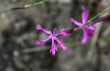 Dianthus orientalis