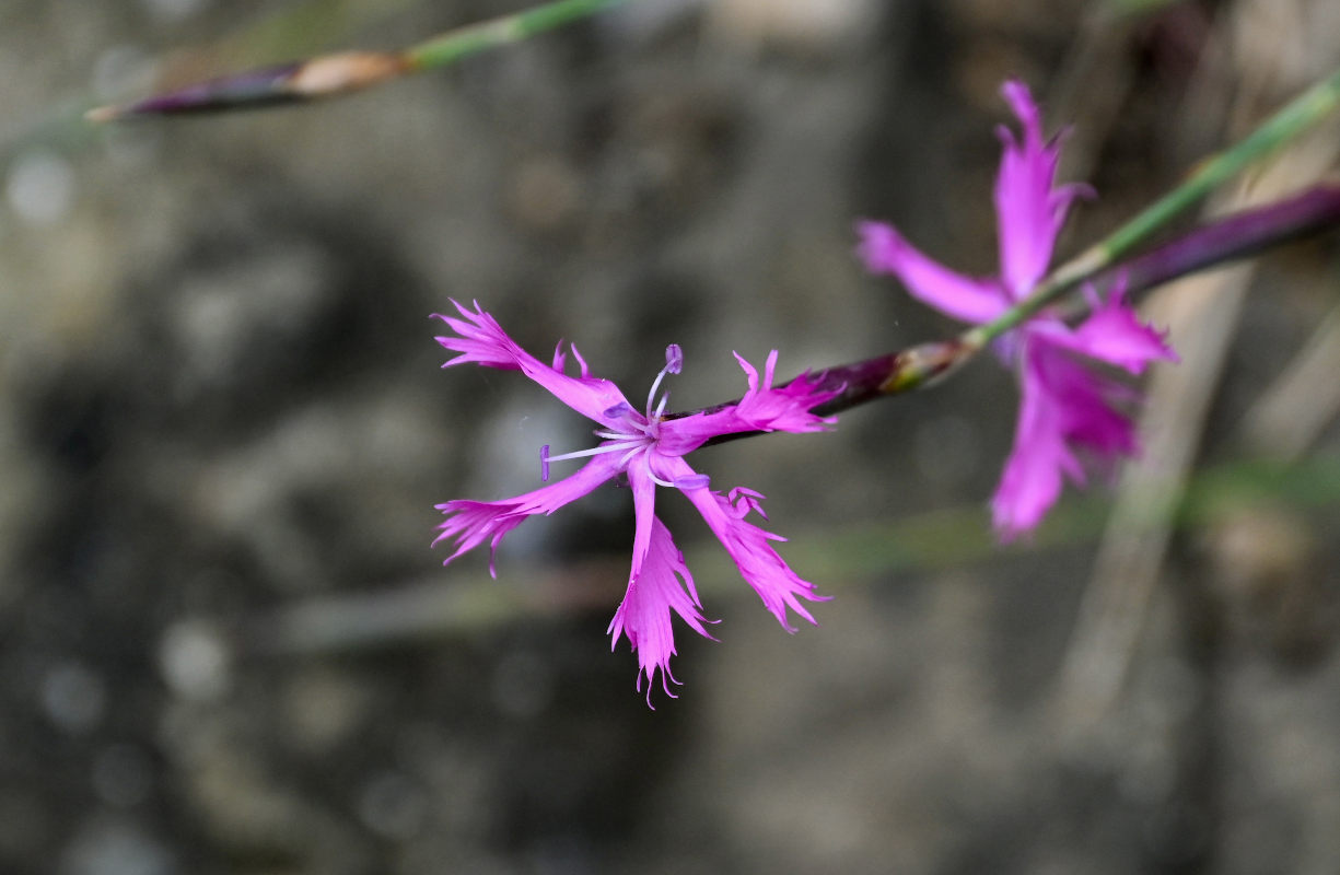 Изображение особи Dianthus orientalis.