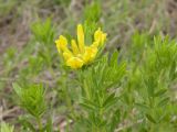 Chamaecytisus austriacus. Верхушка цветущего растения. Украина, Днепропетровская обл., балка в верховьях р. Самоткань. 23.05.2010.