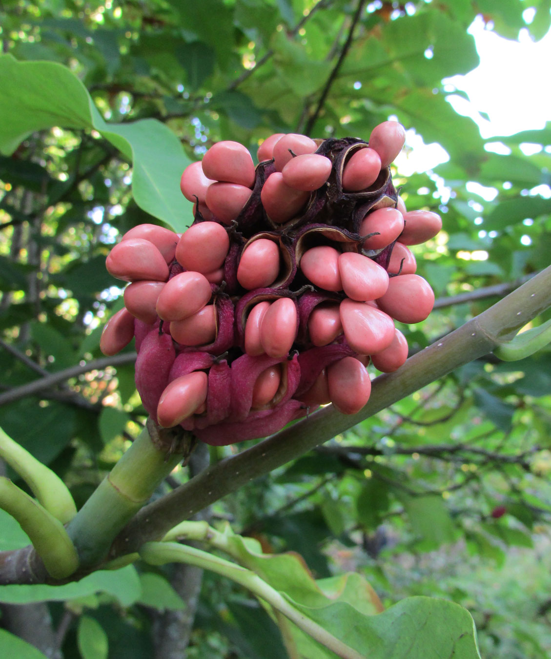 Image of Magnolia tripetala specimen.