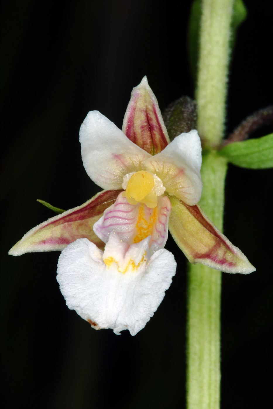 Изображение особи Epipactis palustris.