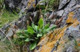 Plantago camtschatica. Плодоносящее растение. Курильские о-ва, о-в Кунашир, мыс Сукачёва, на скале. 22.08.2022.