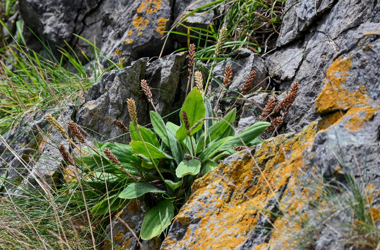 Изображение особи Plantago camtschatica.