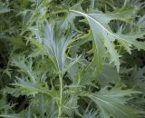 Brassica разновидность viridis