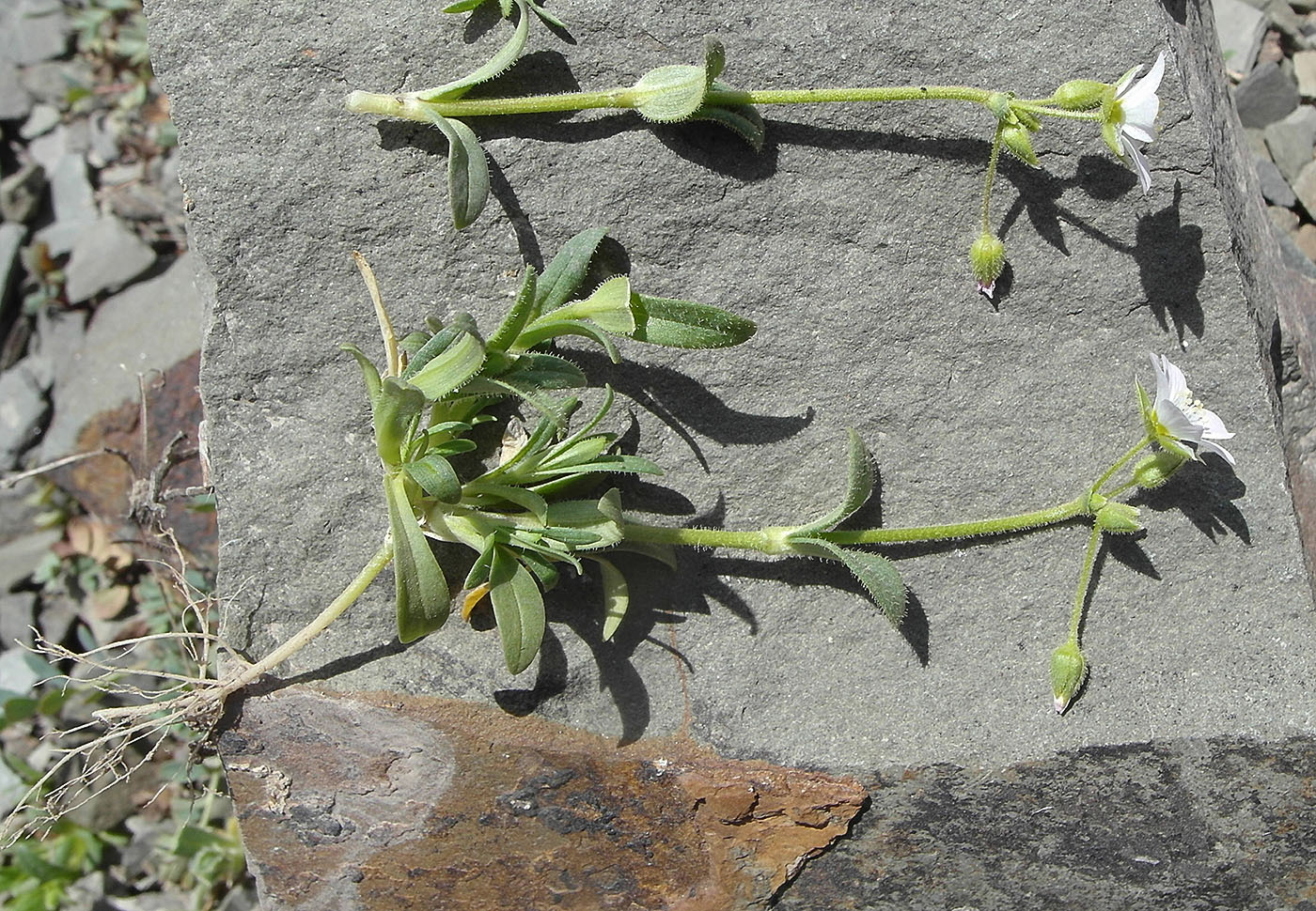 Image of Holosteum glutinosum specimen.