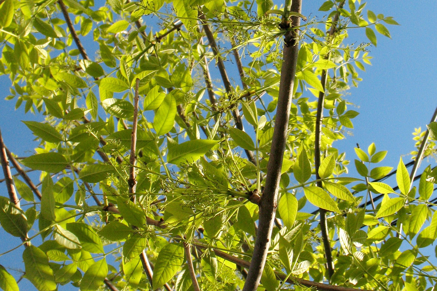 Изображение особи Fraxinus pennsylvanica.