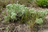 genus Artemisia