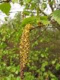 Betula pubescens. Верхушка ветви с тычиночными соцветиями. Нидерланды, провинция Дренте, национальный парк Drentsche Aa, заболоченный лес на берегу небольшого озера. 27 апреля 2008 г.