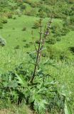 Phlomoides lehmanniana