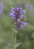 Nepeta grandiflora