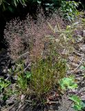 род Agrostis