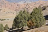 род Juniperus