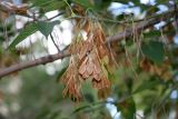 Acer negundo. Плодоносящая ветвь. Псковская обл., г. Псков. 15.09.2006.