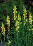 Linaria vulgaris