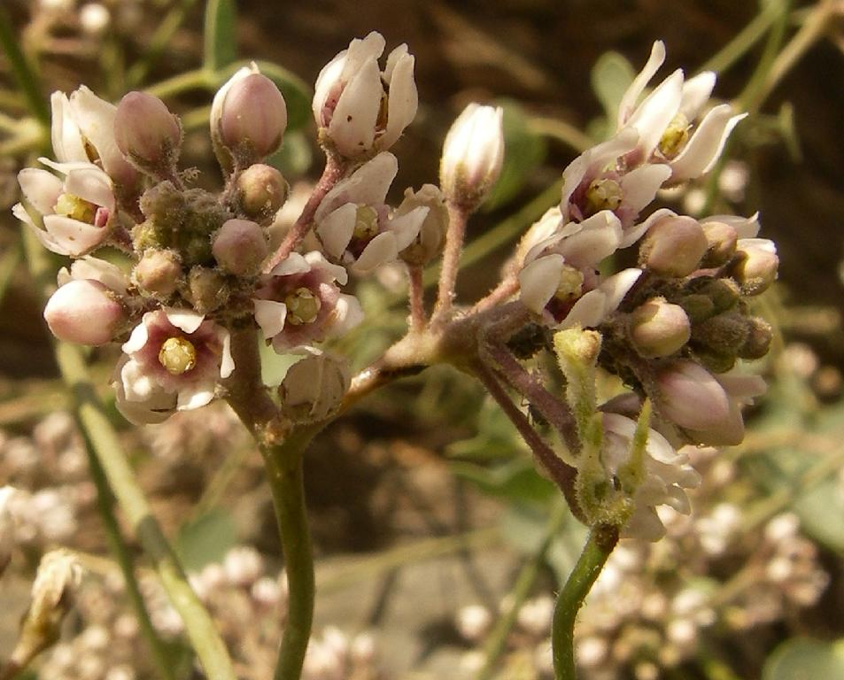 Изображение особи Cynanchum sibiricum.