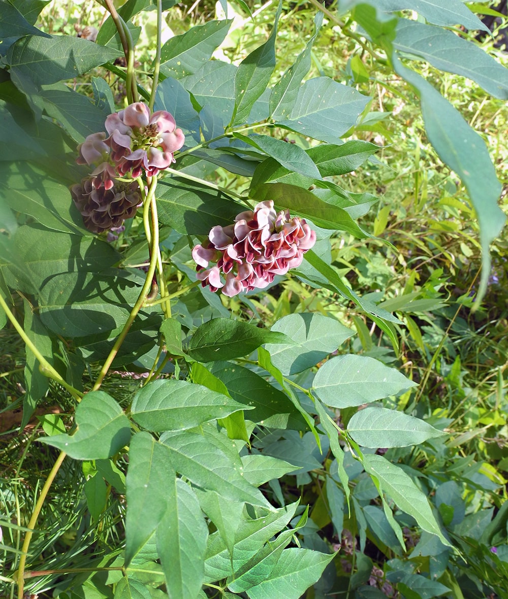 Image of Apios americana specimen.