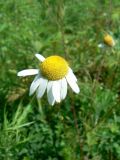 Matricaria recutita