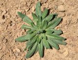 Echium biebersteinii. Вегетирующее растение. Узбекистан, Ташкентская обл., южный склон Чаткальского хребта, басс. р. Ахангаран, окр. г. Янгиабад, правый глинистый склон р. Каттасай, глинистая почва. 13.07.2024.