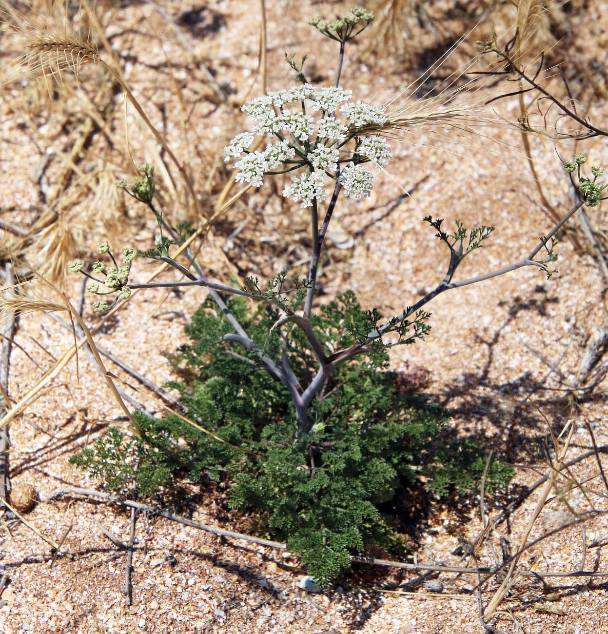 Изображение особи Astrodaucus littoralis.