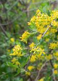 Ribes aureum