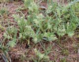 Nonea caspica