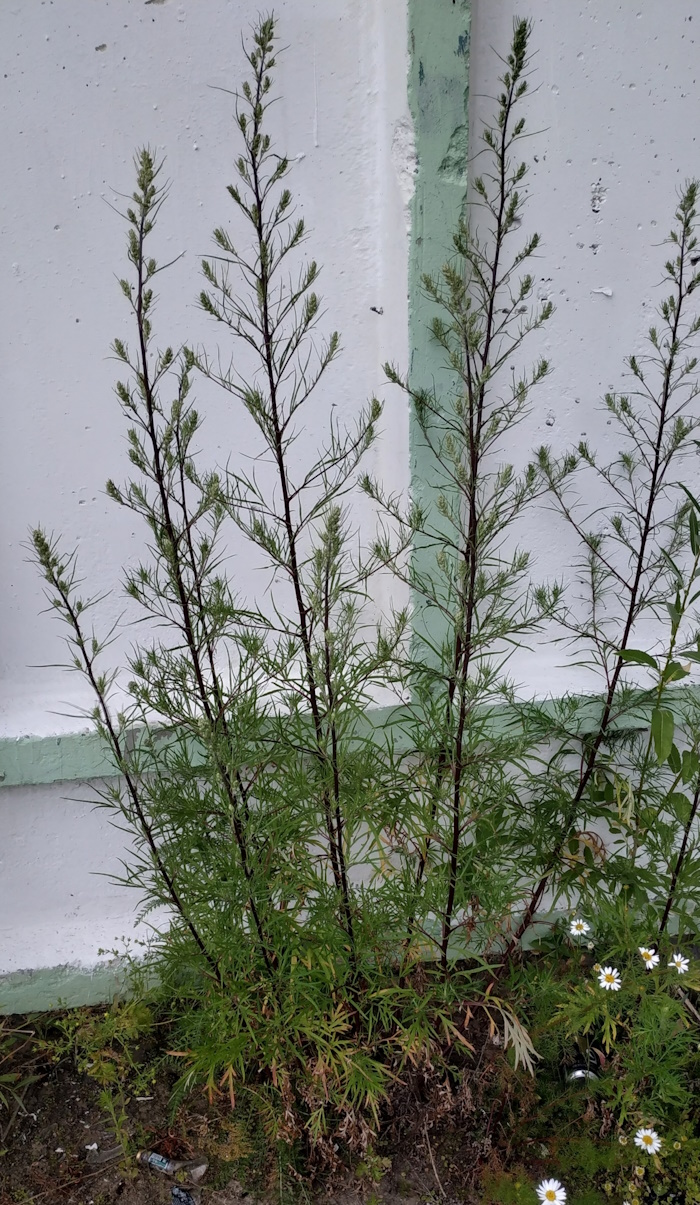 Image of Artemisia vulgaris specimen.