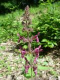 Stachys sylvatica