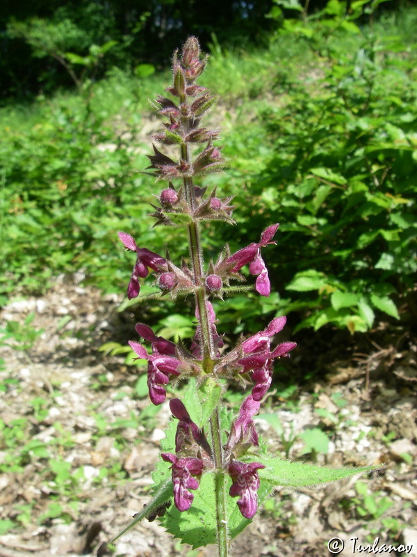 Изображение особи Stachys sylvatica.