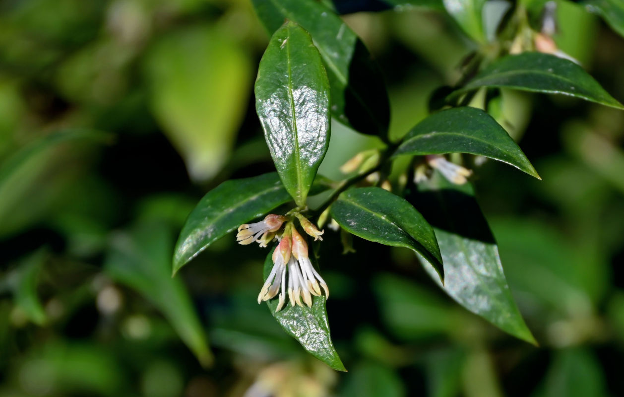 Изображение особи Sarcococca ruscifolia.