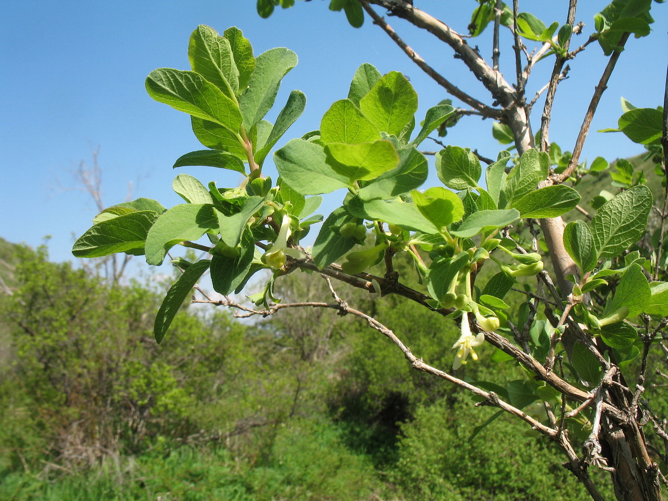 Изображение особи Lonicera stenantha.