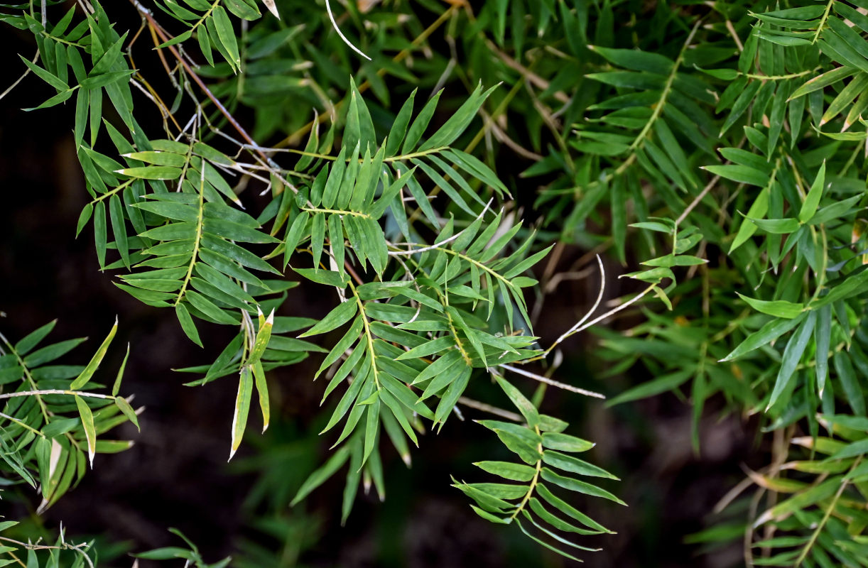 Image of Bambusa multiplex specimen.