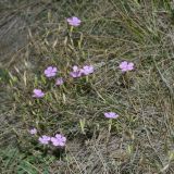 genus Dianthus