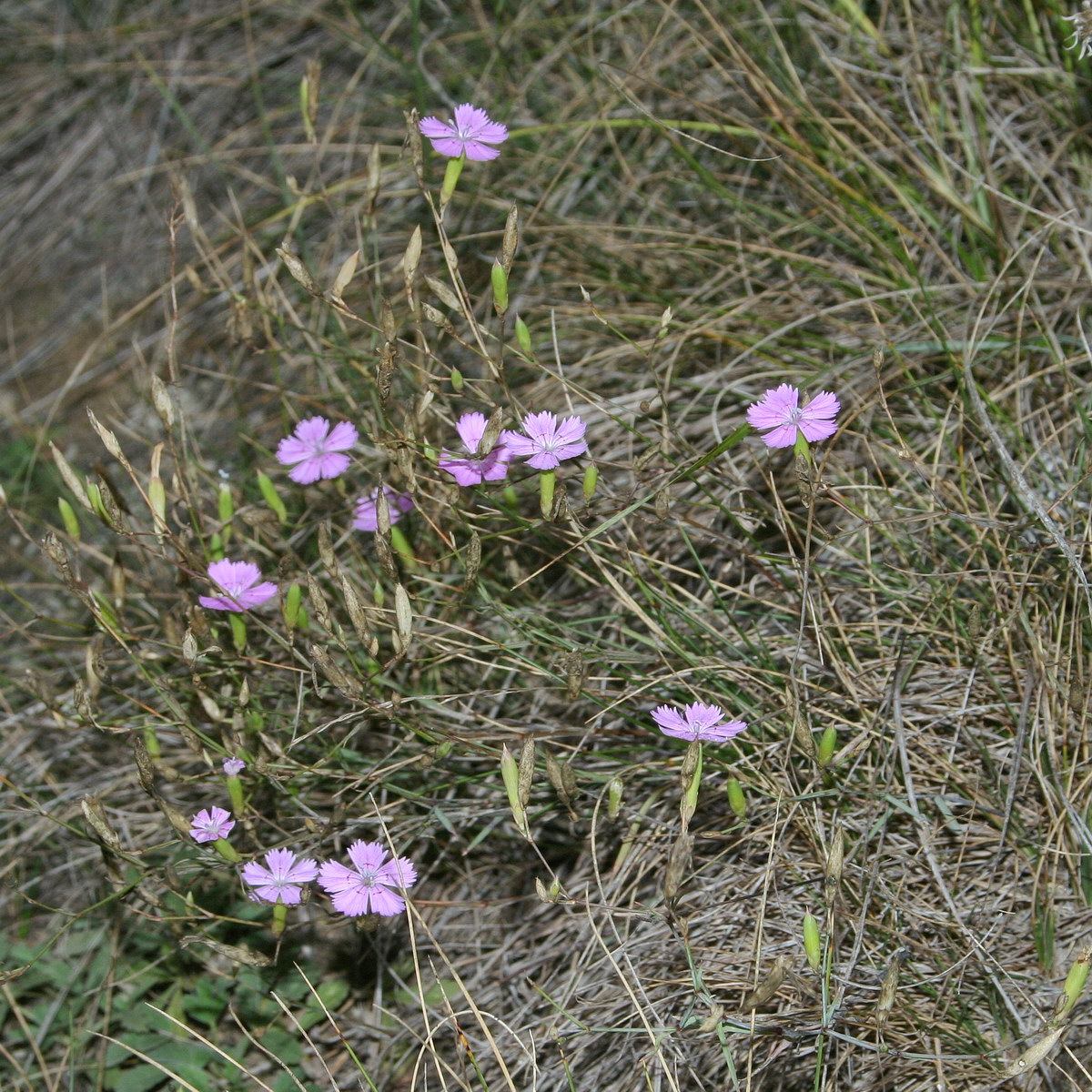 Image of genus Dianthus specimen.