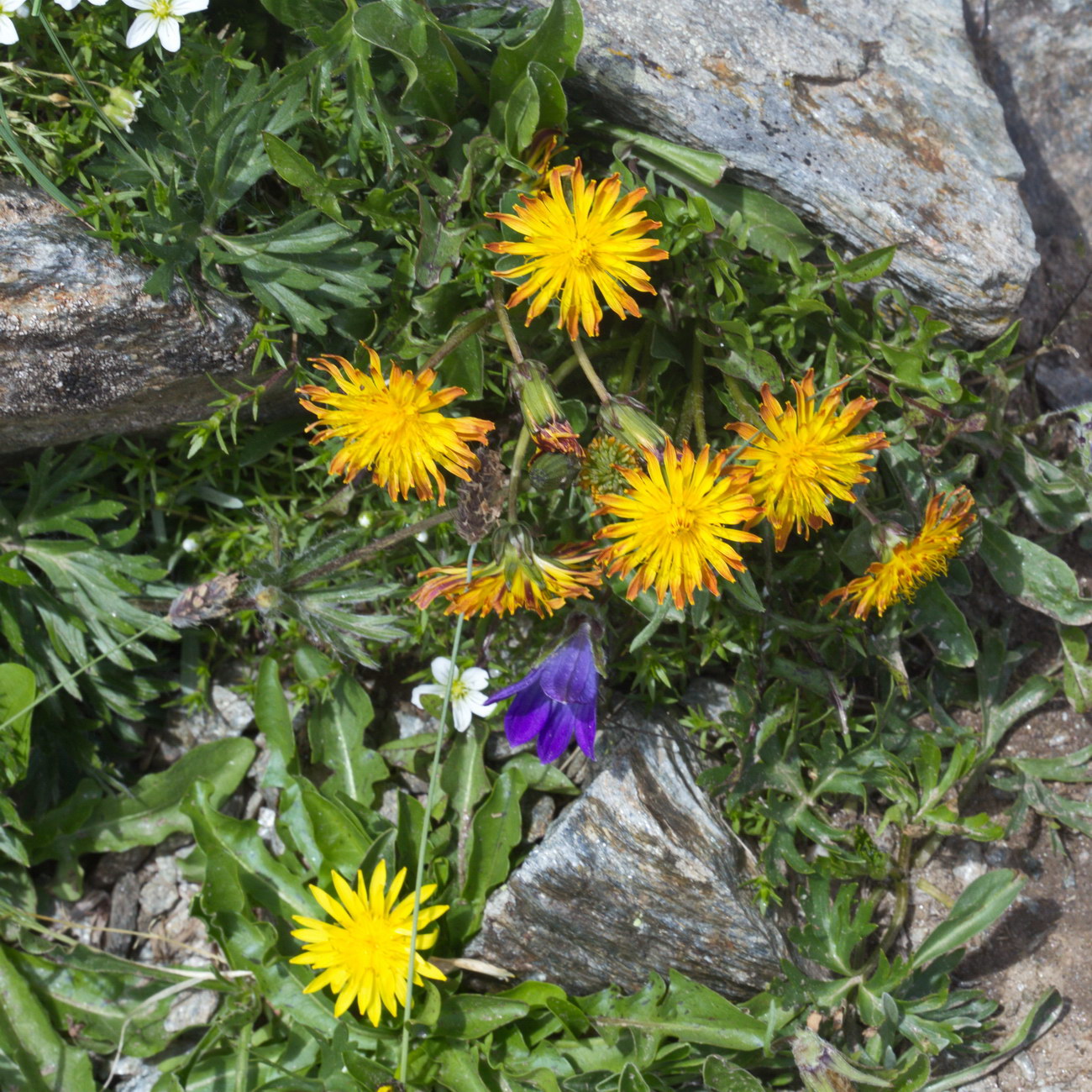Image of Taraxacum confusum specimen.