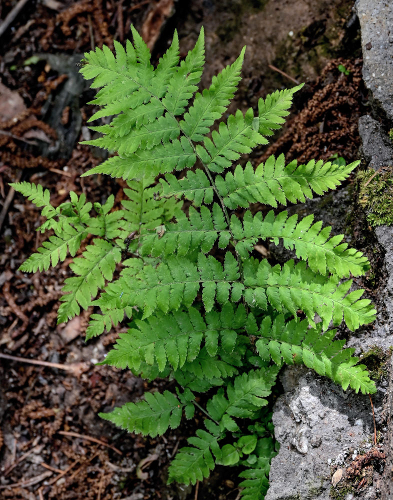 Image of Dryopteris goeringiana specimen.