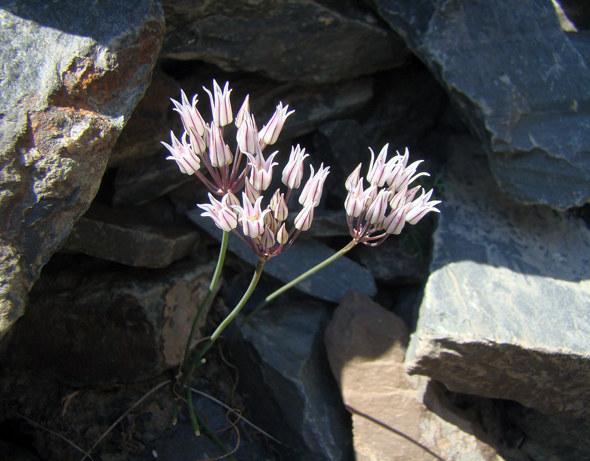 Image of Allium oreophiloides specimen.